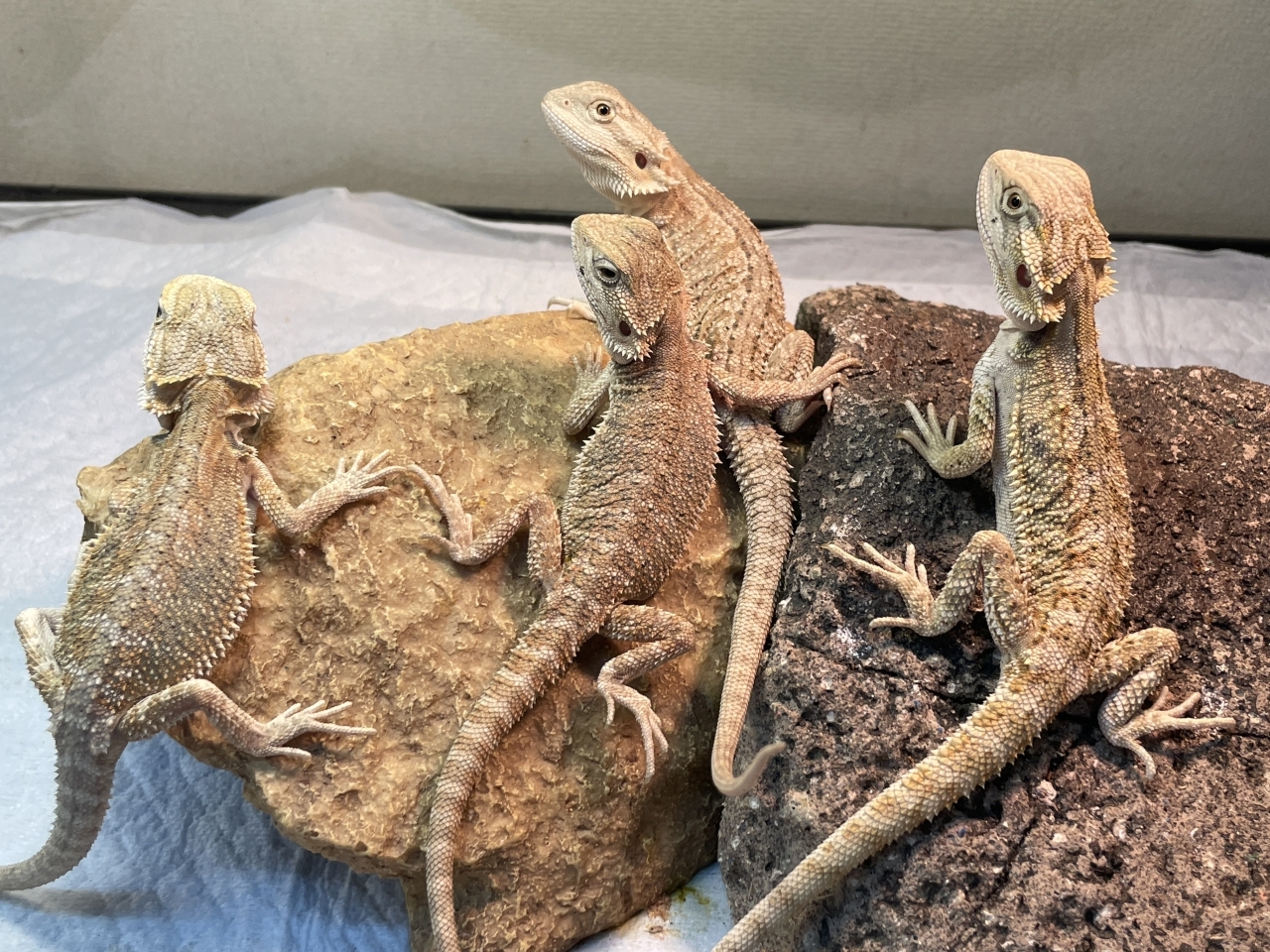 フトアゴヒゲトカゲ（シトラスイエロー）(1)