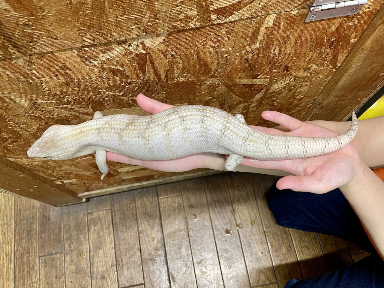 キタアオジタトカゲ（スーパーハイポhetアザンティック）(4)