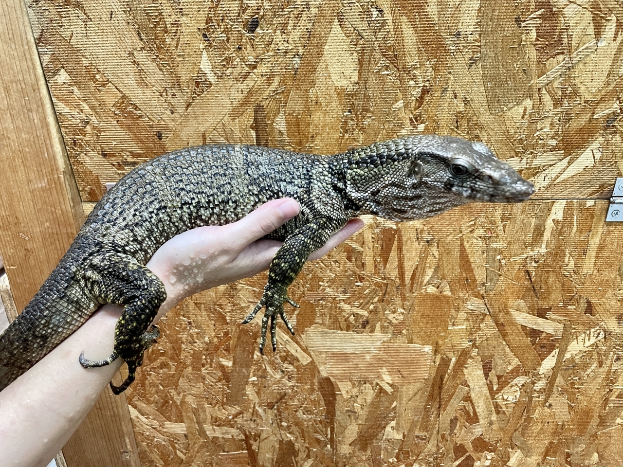 デュメリルモニター(2)