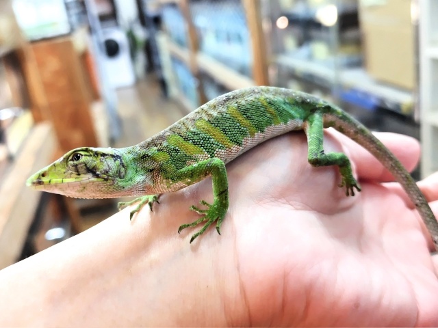 ノギハラハガクレトカゲ