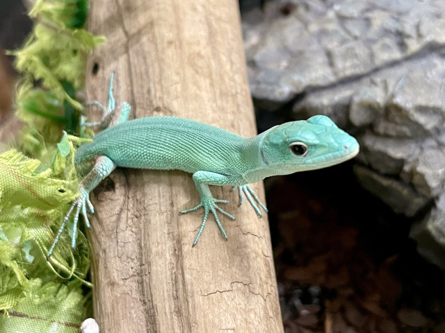 ミドリガストロカナヘビ