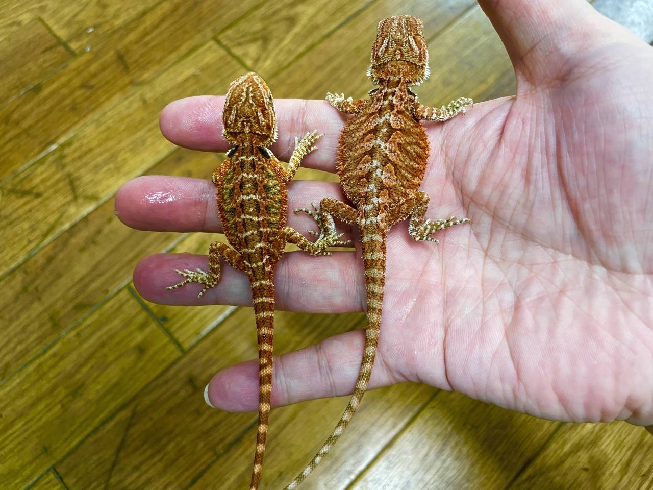 フトアゴヒゲトカゲ（スーパーレッド）(2)