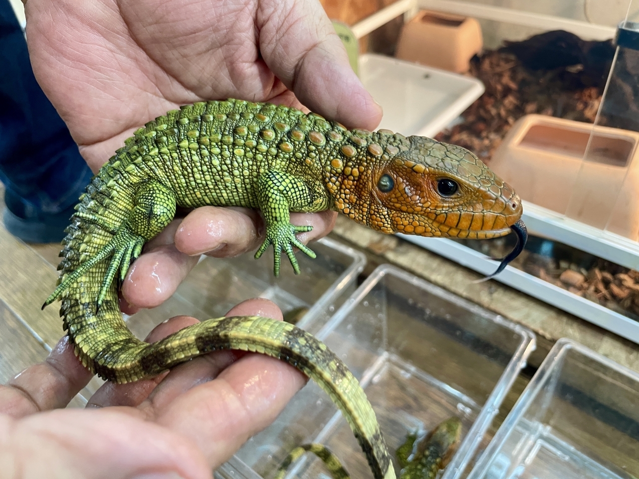 ギアナカイマントカゲ(1)