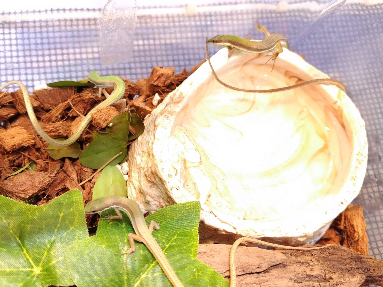 アオカナヘビ(2)