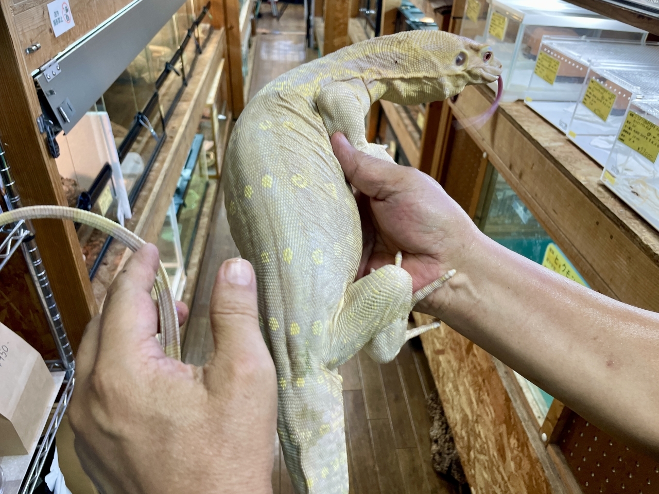 サルバトールモニター（T+アルビノ）(5)