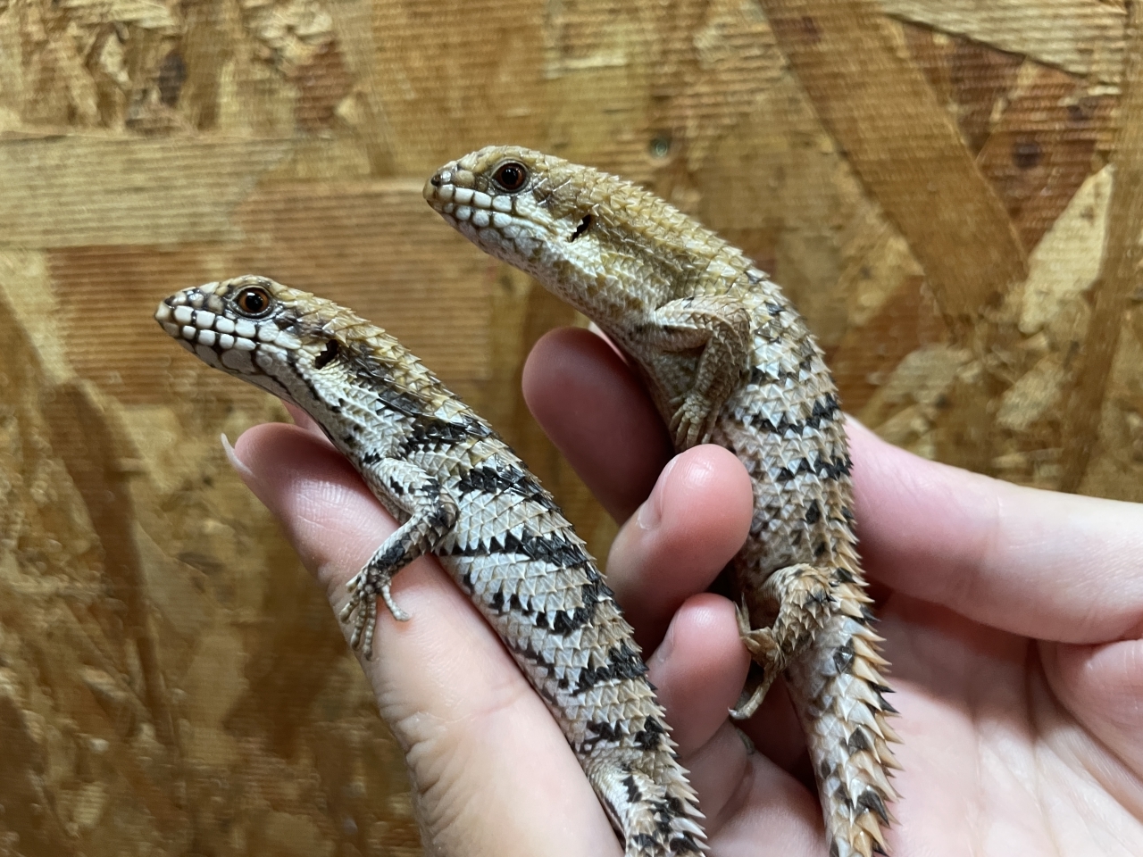 デプレッサイワトカゲ（サウザン）（ホワイトヘッド）(2)