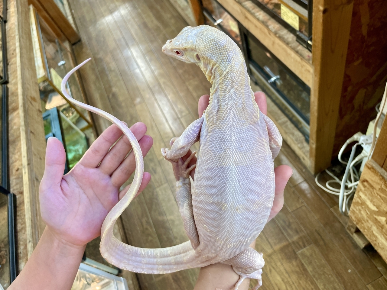 サルバトールモニター（T-アルビノ）(3)