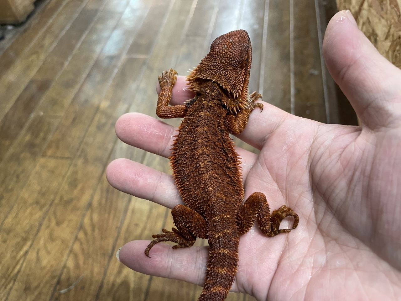 フトアゴヒゲトカゲ（ダークレッドトランスAAA）(5)