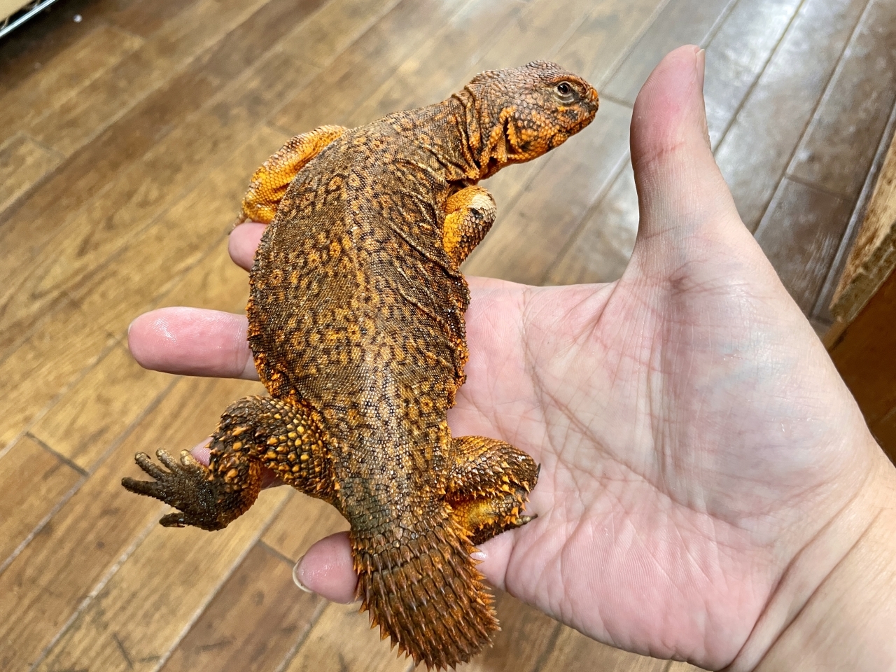 ゲイリートゲオアガマ（レッド）(3)