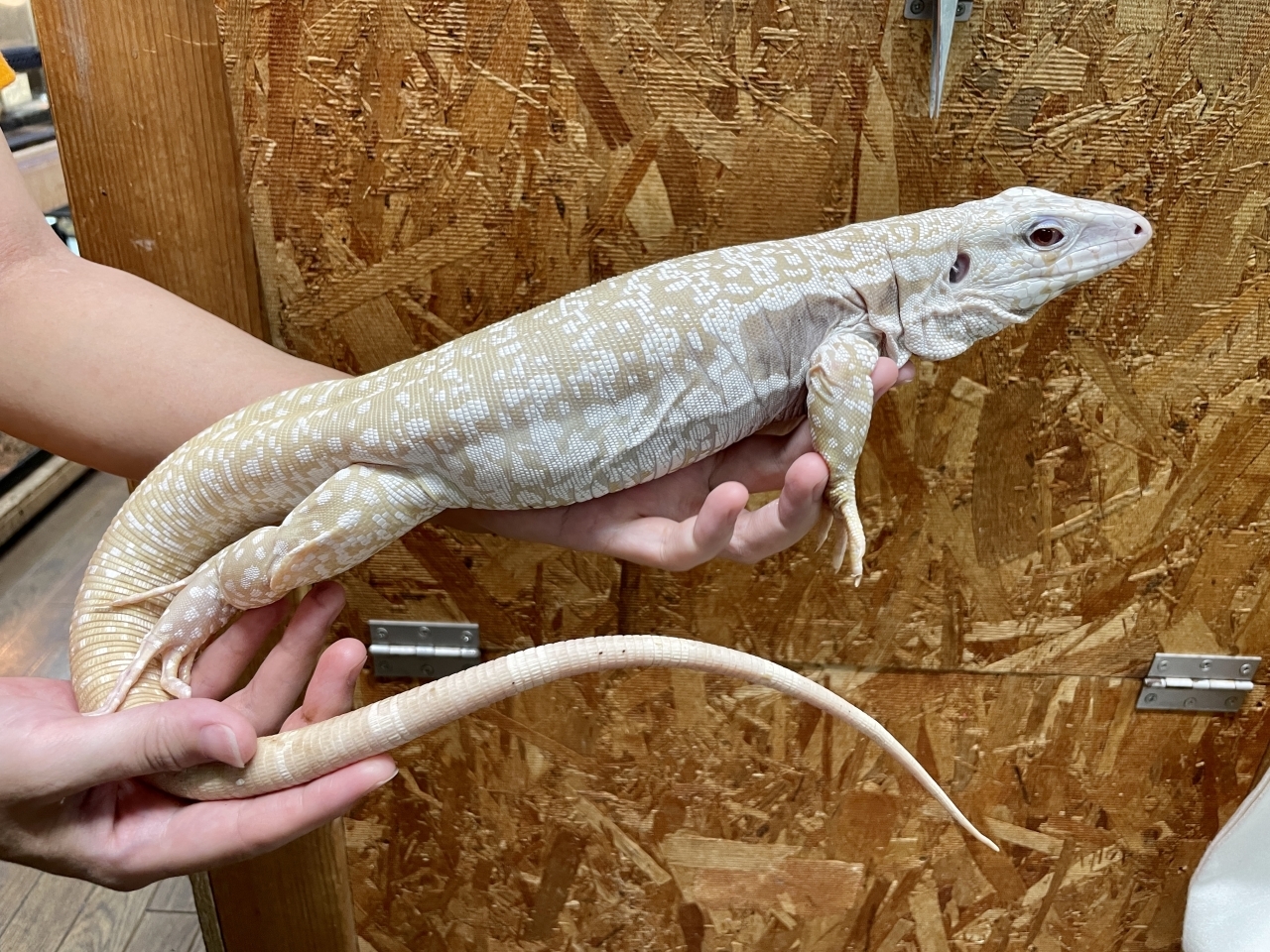 アルビノブルーテグー(1)