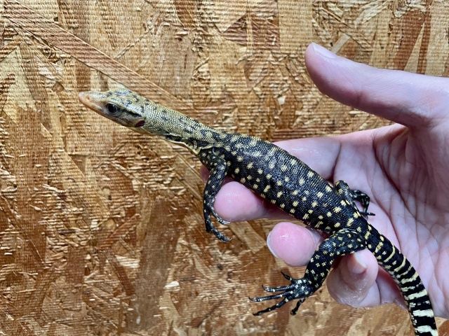 イエローヘッドモニター（ハイイエロー）