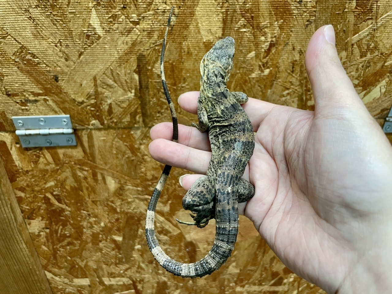 バナナスパイニーテールイグアナ（ケリーライン）(2)