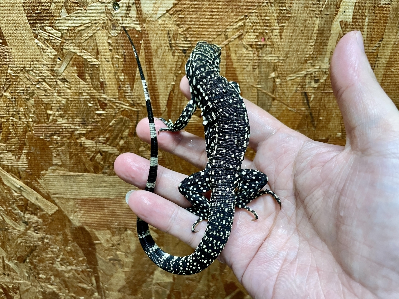 アルゼンチンブラックアンドホワイトテグー(3)