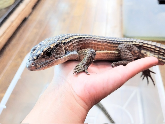 ツェッヒオニプレートトカゲ