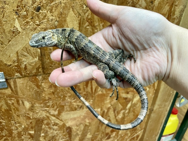 バナナスパイニーテールイグアナ（ケリーライン）