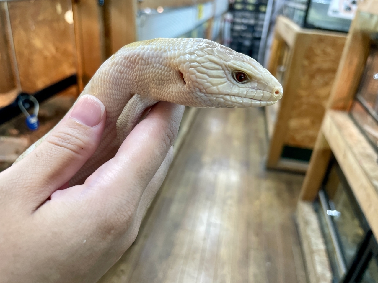 ヒガシアオジタトカゲ（ホワイトスーパーハイポ）(3)