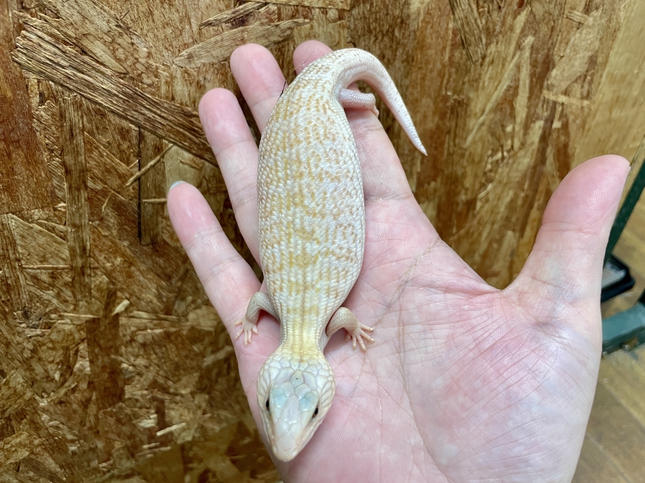 キタアオジタトカゲ（スーパーハイポ）(3)