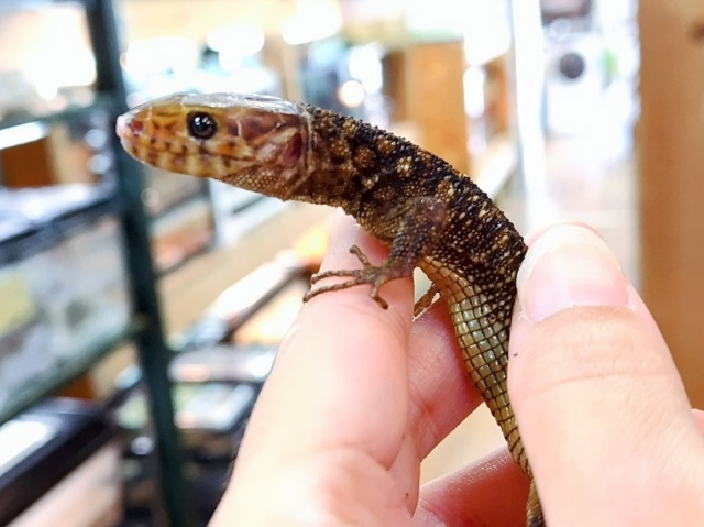 イボヨルトカゲ