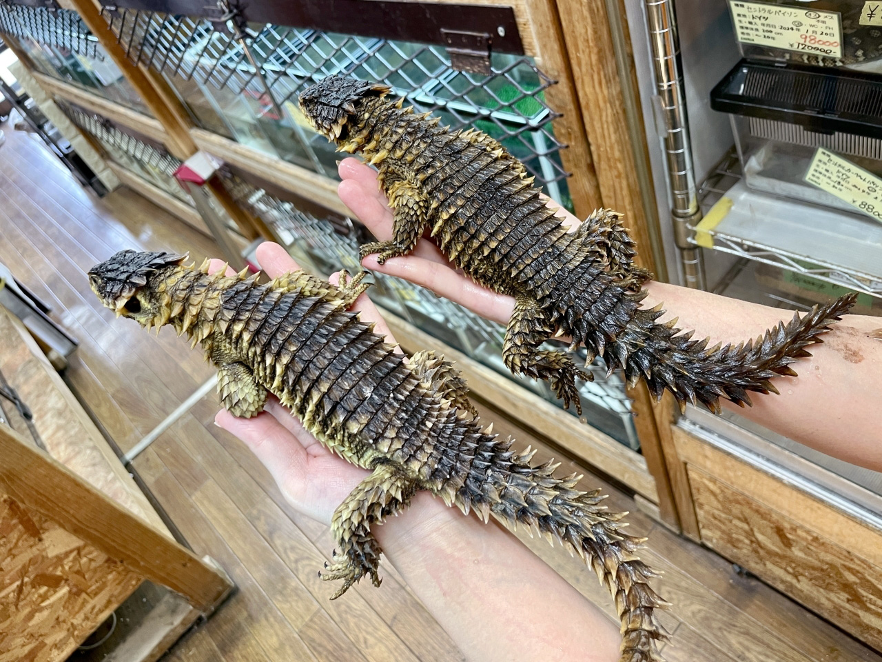 オオヨロイトカゲ(3)