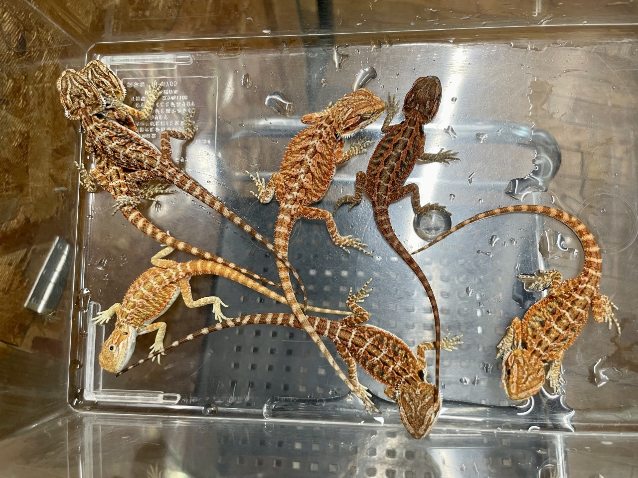 フトアゴヒゲトカゲ（スーパーレッド）(1)