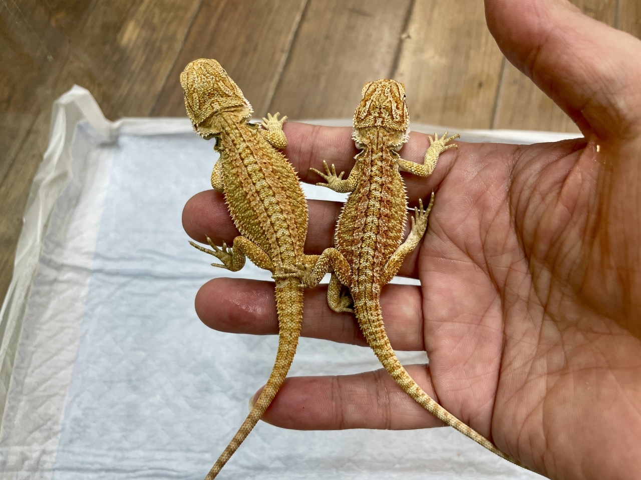 フトアゴヒゲトカゲ（レッド）（イエロー）（レッドトランス）(2)