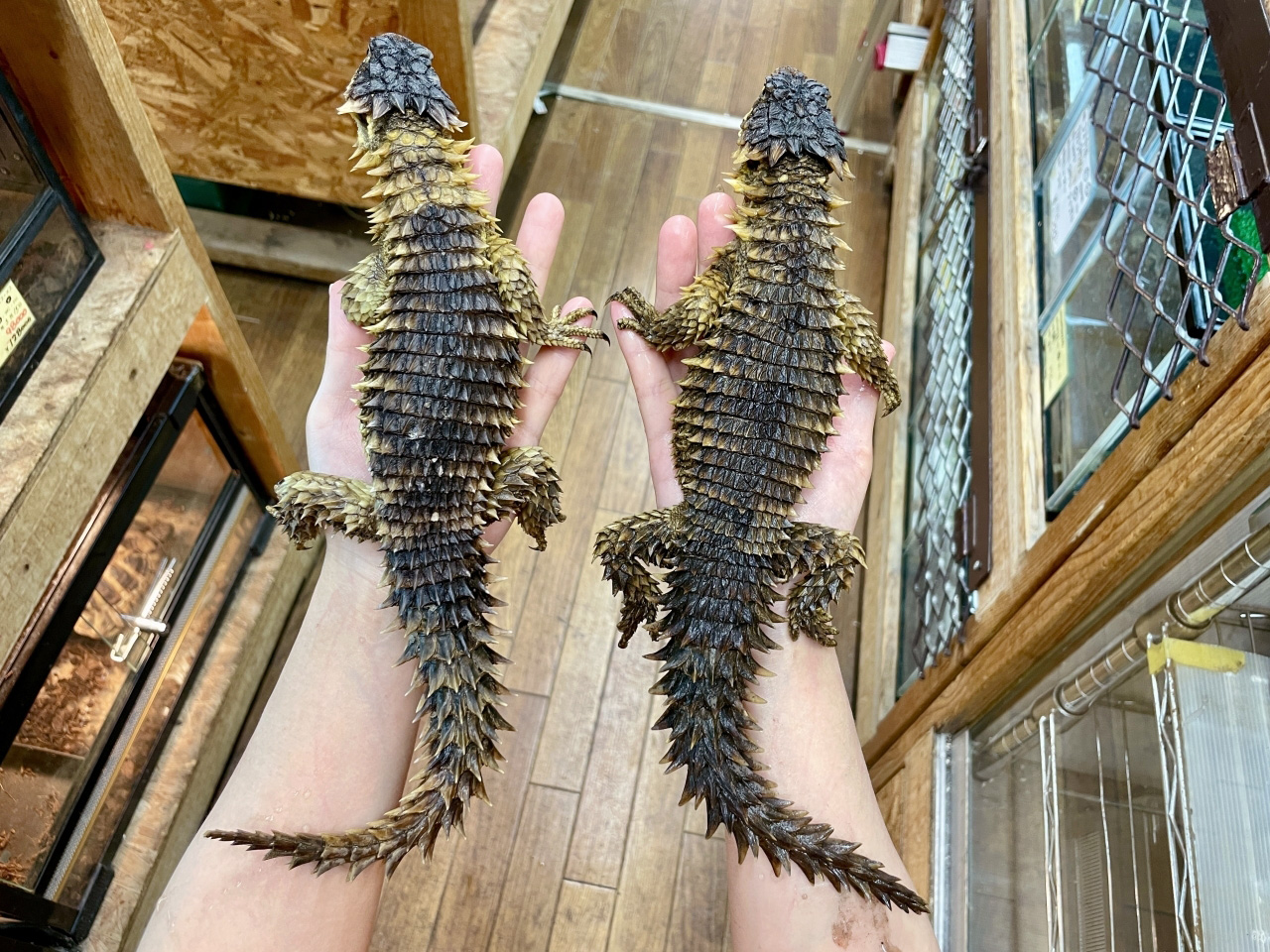 オオヨロイトカゲ(2)