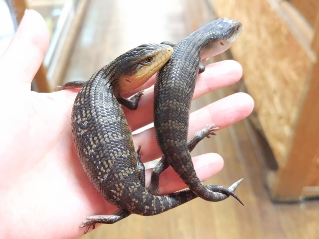 キメラアオジタトカゲ