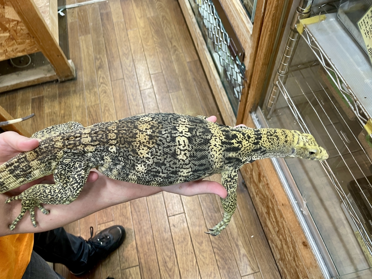 サルファモニター（ハイイエロー）(3)