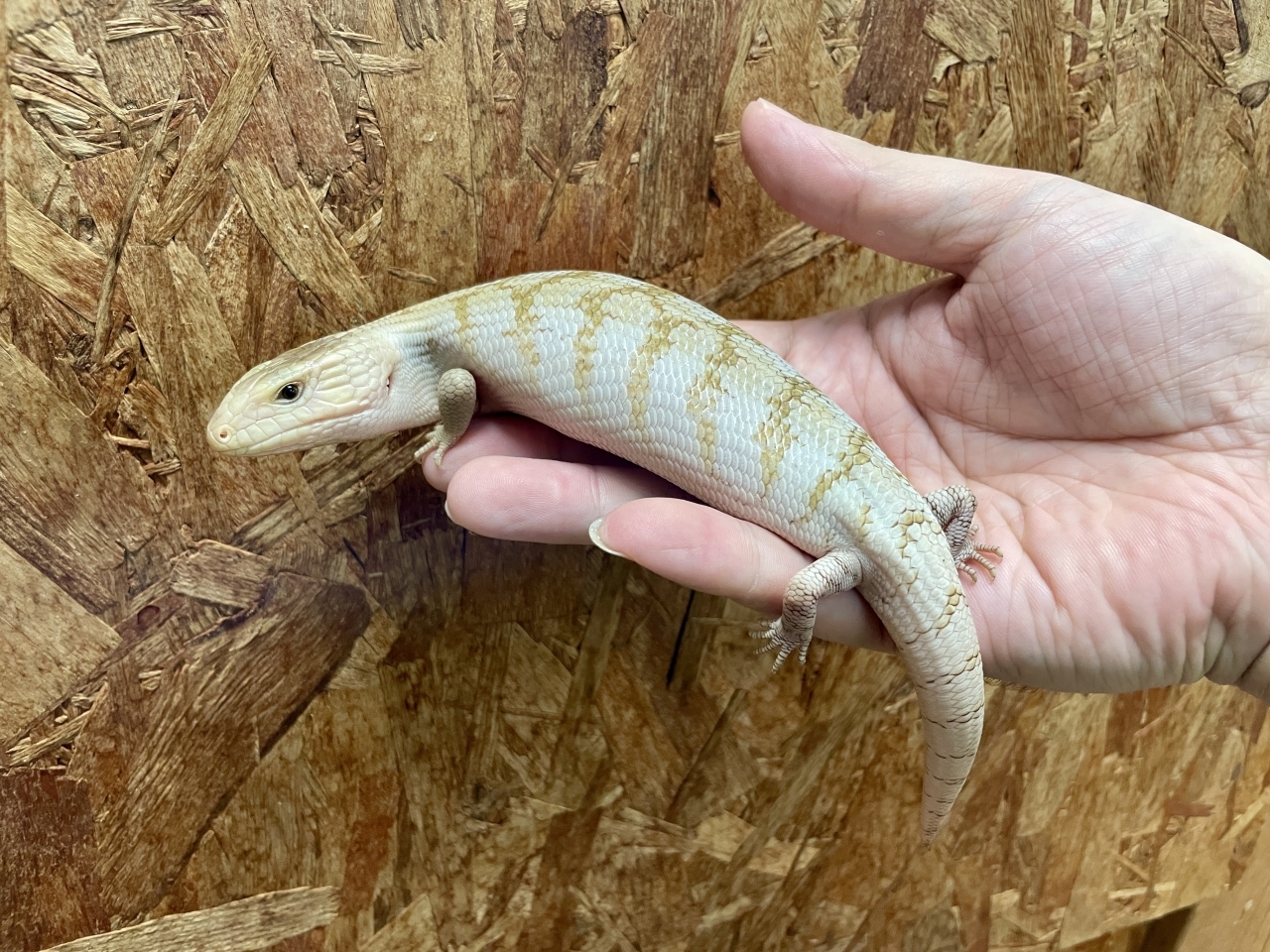 キタアオジタトカゲ（スーパーハイポhetアザンティック）(1)