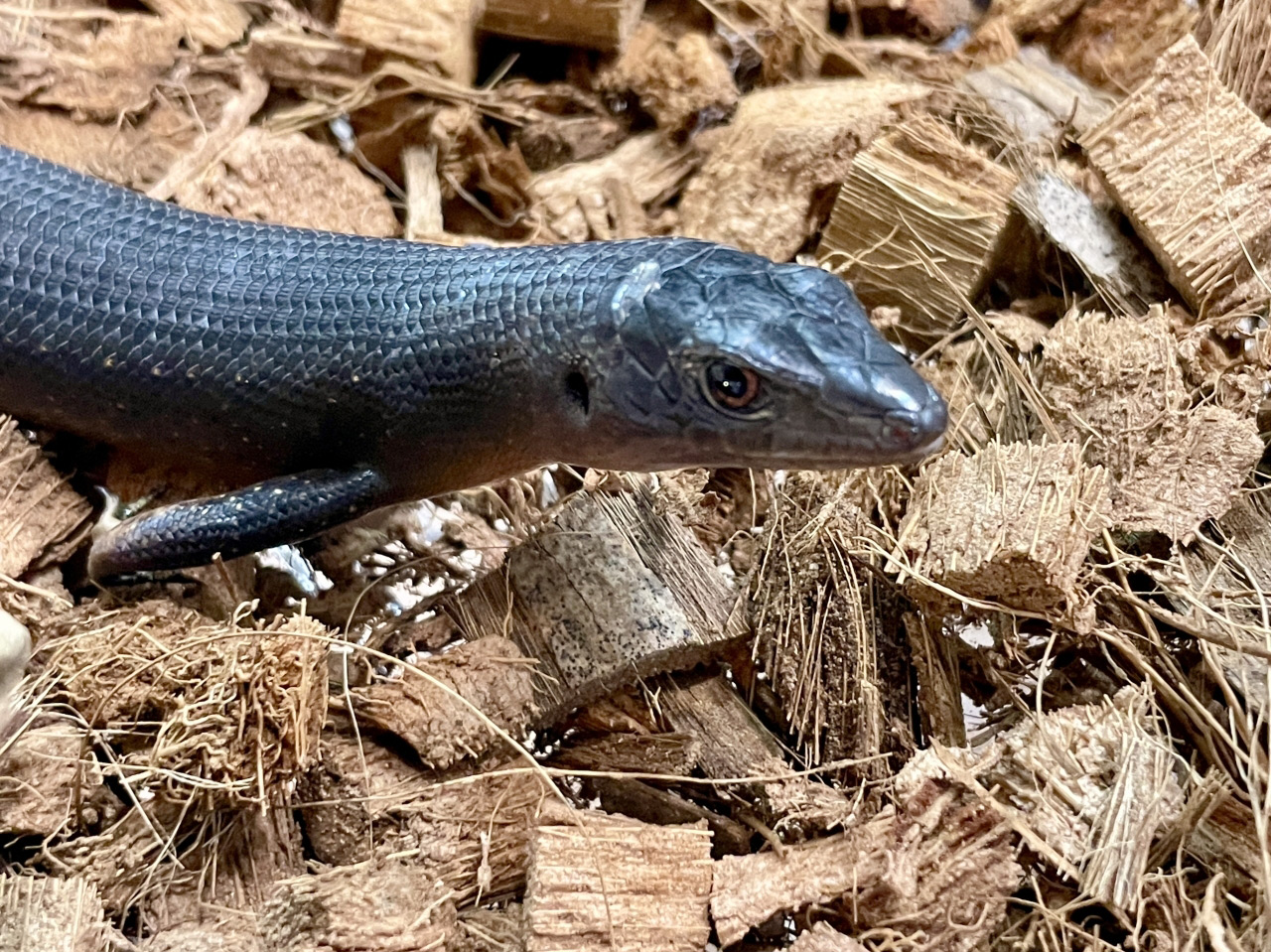 ブラックエモイア(2)