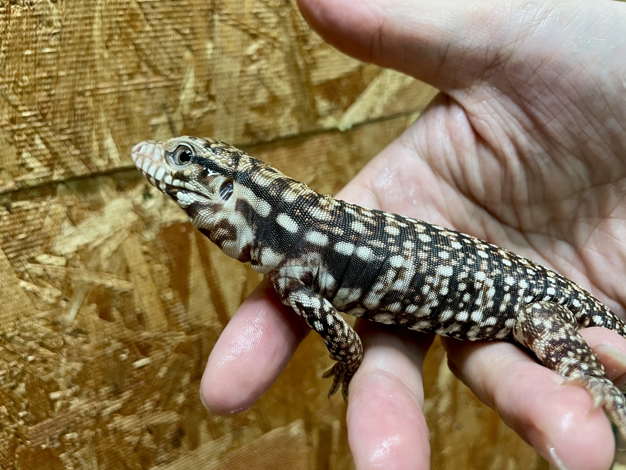 アルゼンチンレッドテグー(2)