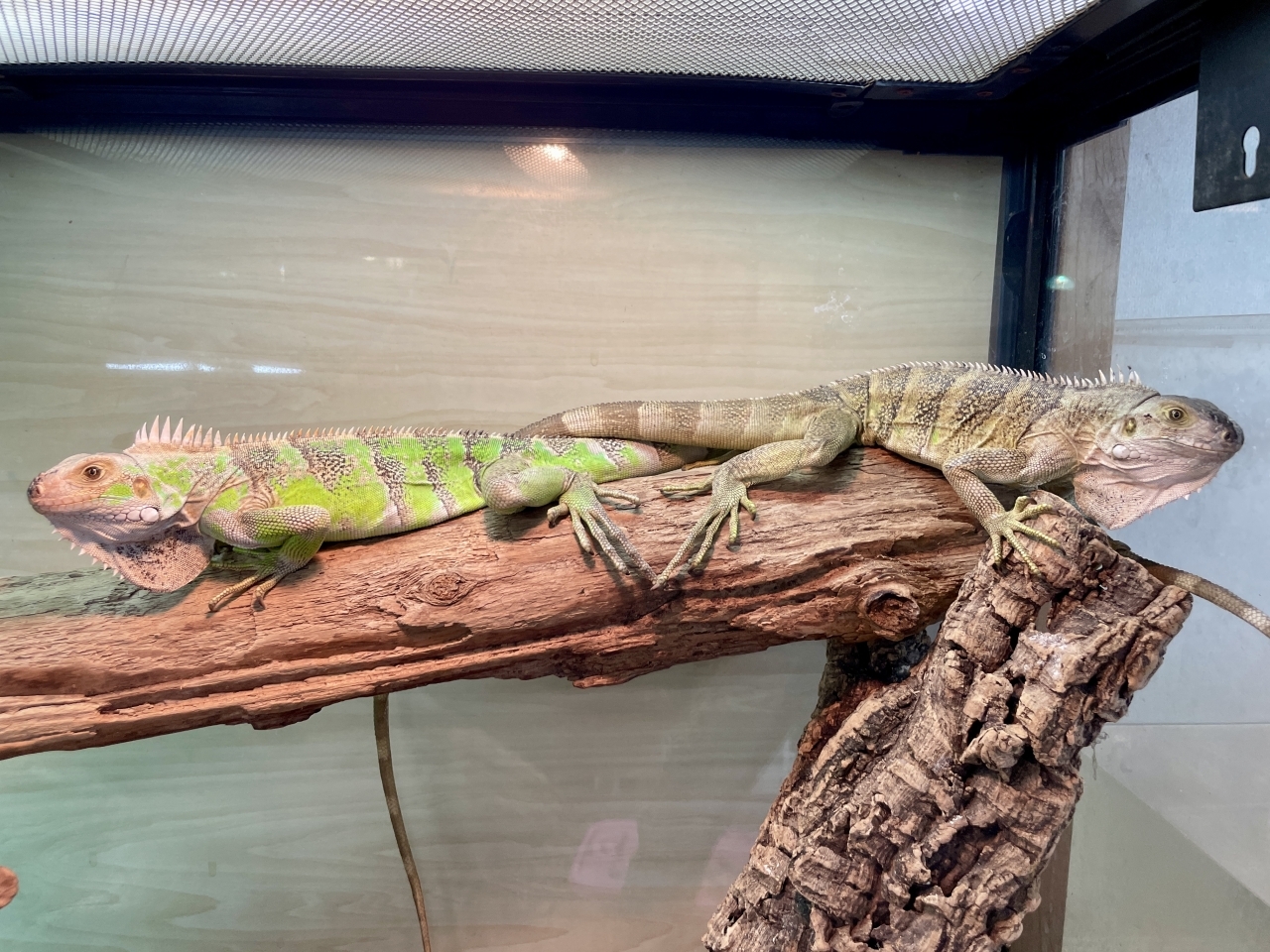 トバコホワイトゼブライグアナ(1)