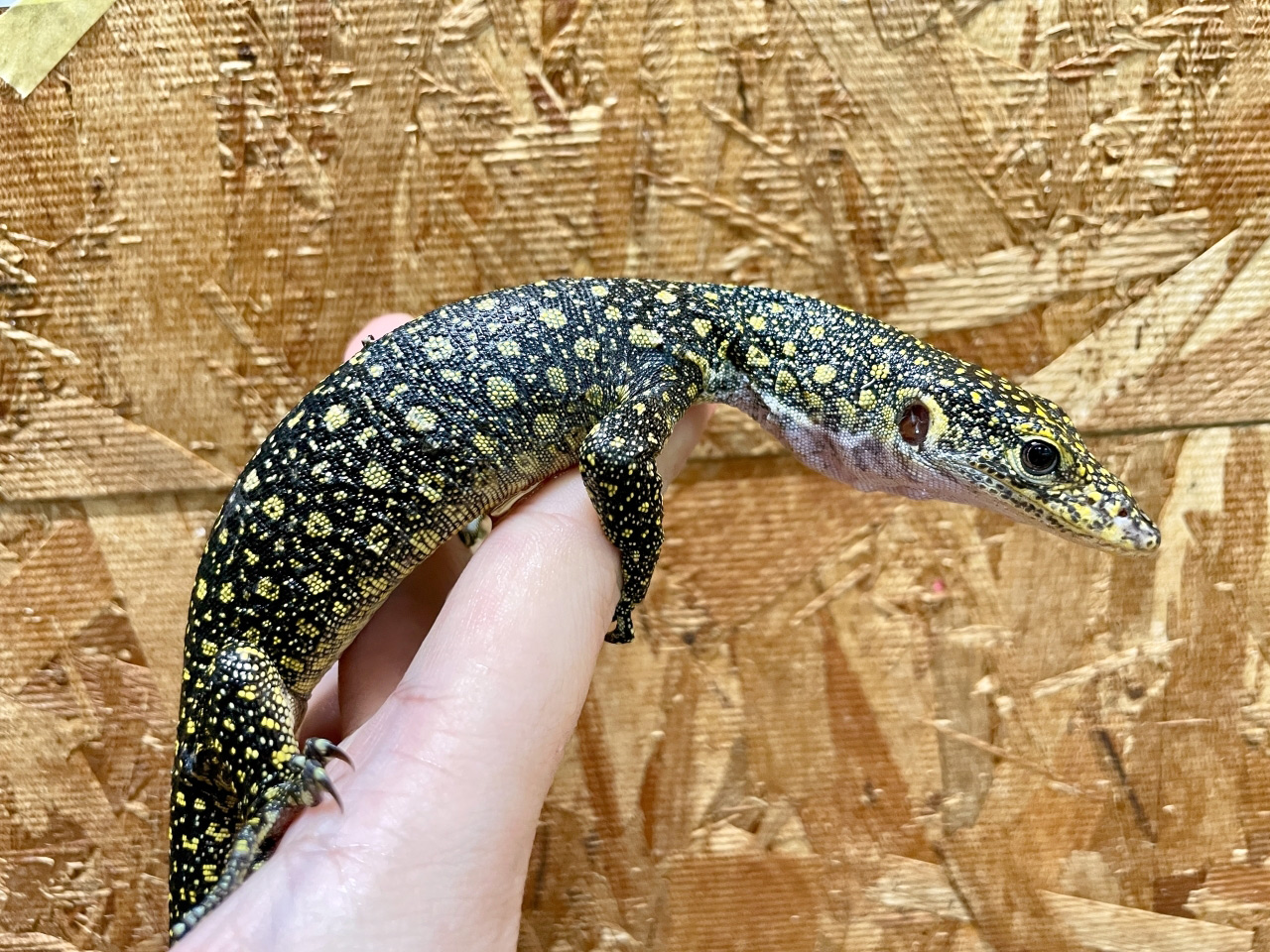 カイケチルモニター(1)