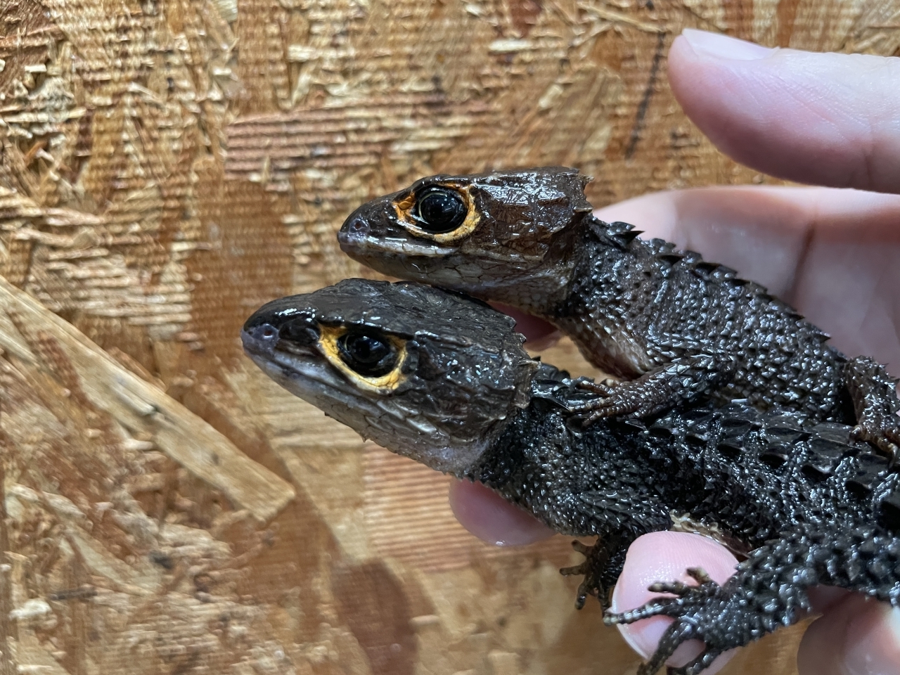 アカメカブトトカゲ(2)