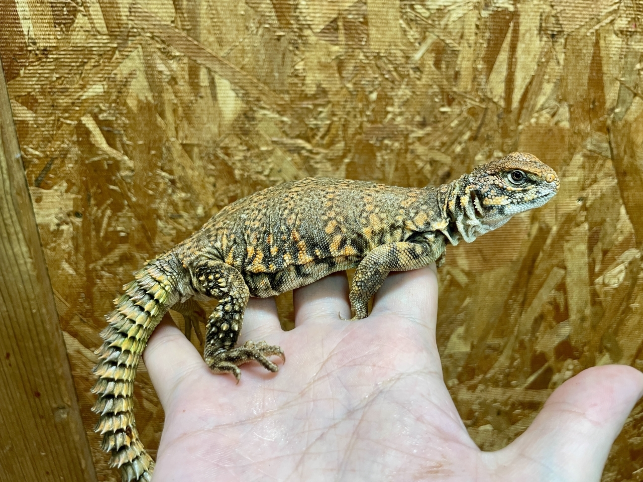 ゲイリートゲオアガマ（レッド）(5)