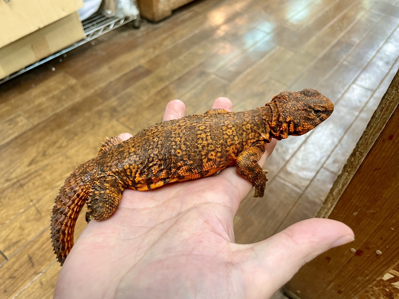 ゲイリートゲオアガマ（レッド）(2)