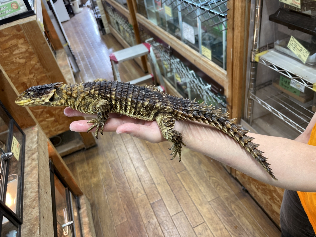 オオヨロイトカゲ(4)