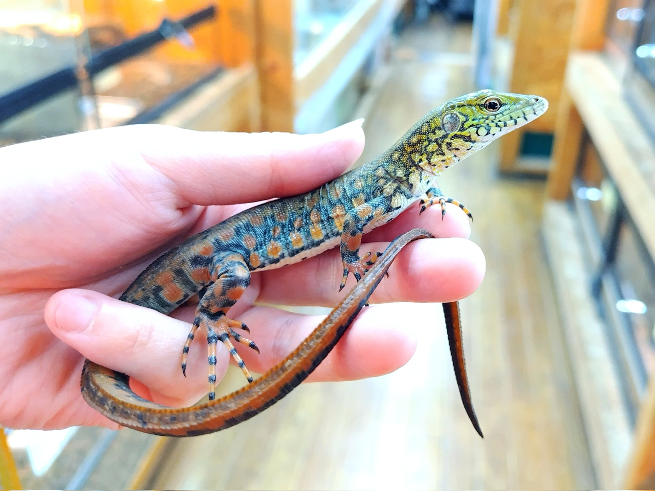 クロコダイルテグー(1)