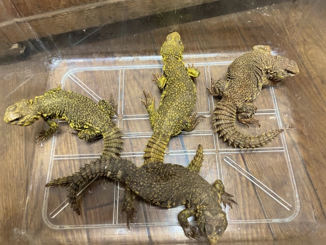 ゲイリートゲオアガマ（イエロー）