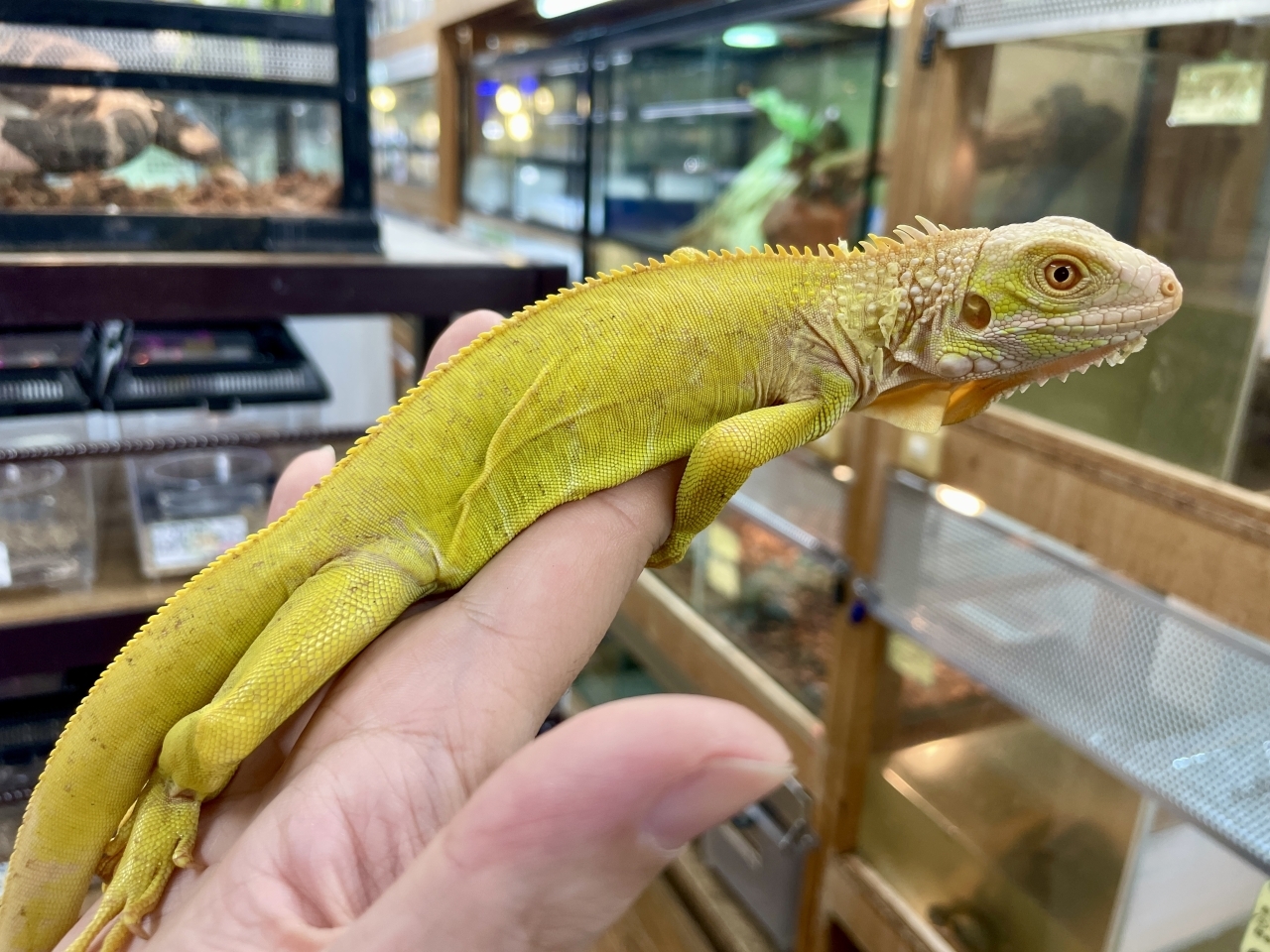 グリーンイグアナ（アルビノ）(1)