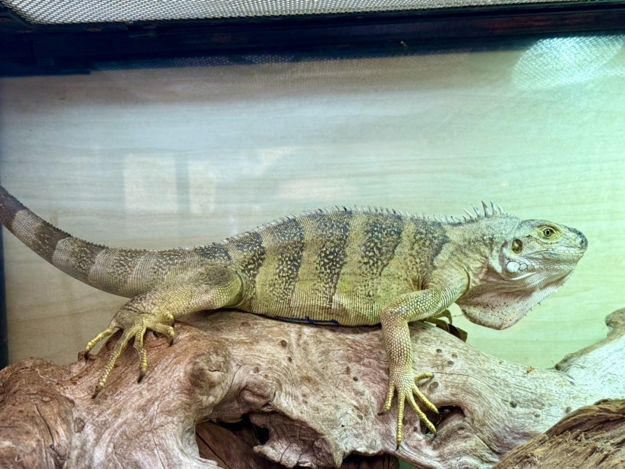 トバコホワイトゼブライグアナ(3)