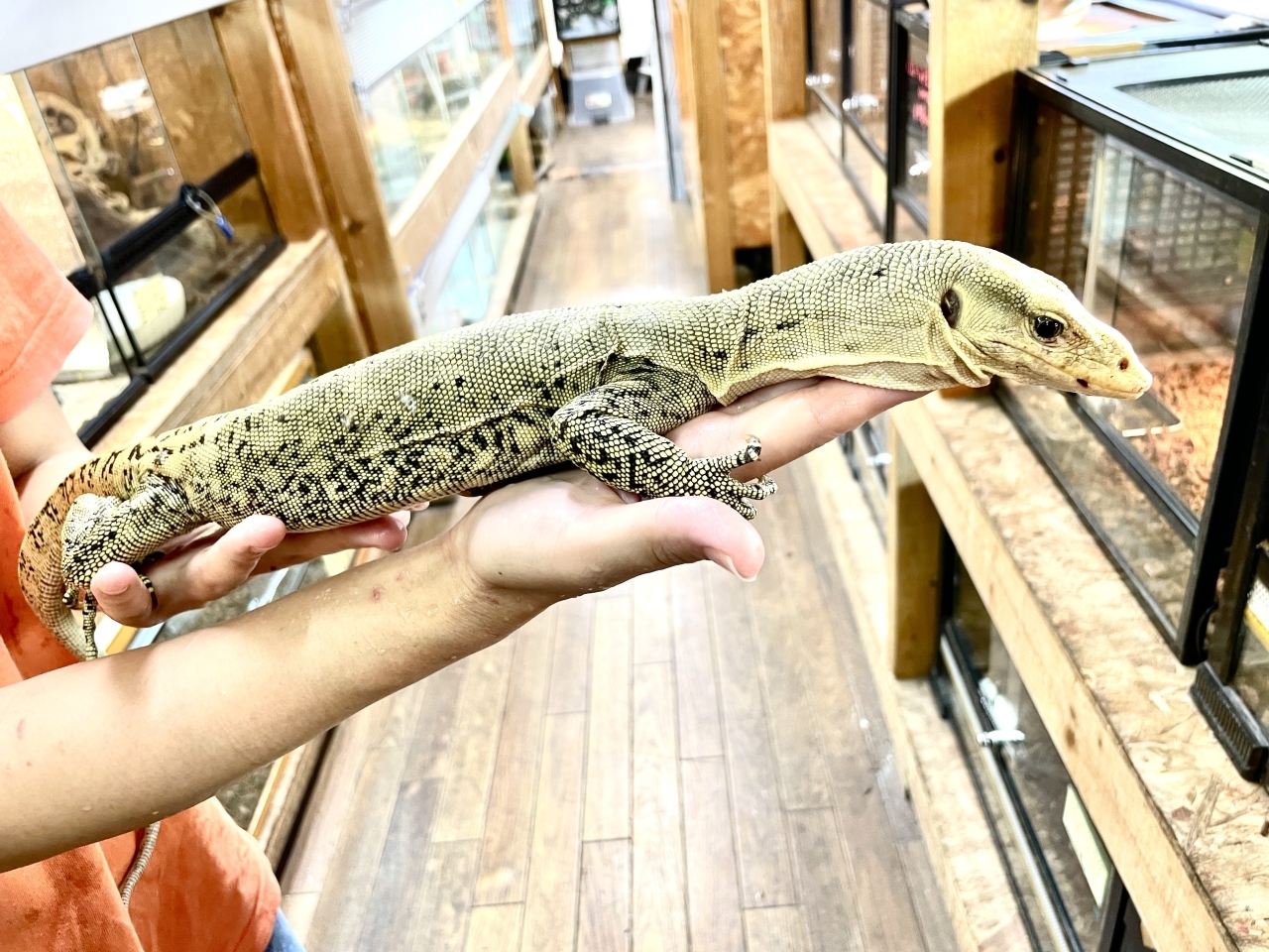 イエローヘッドモニター（スクリーマスペシャル）（パターレス）(1)