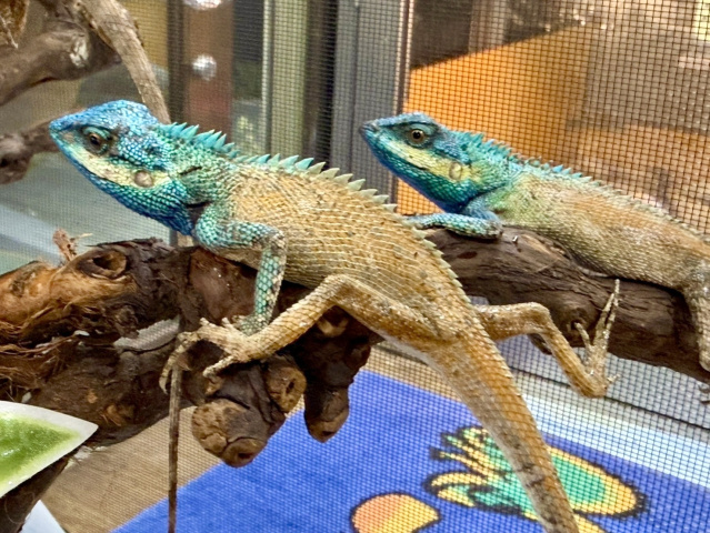 シロクチカロテス