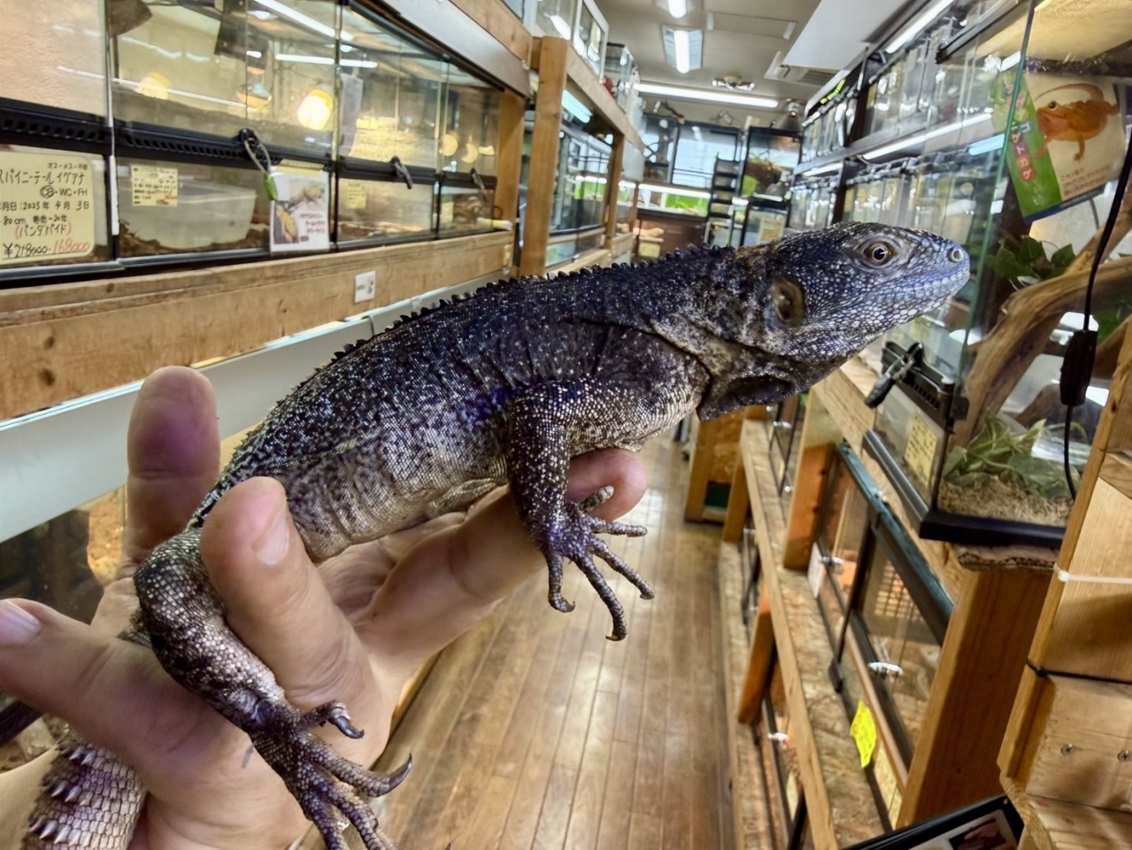 ブルーペクティナータ(1)