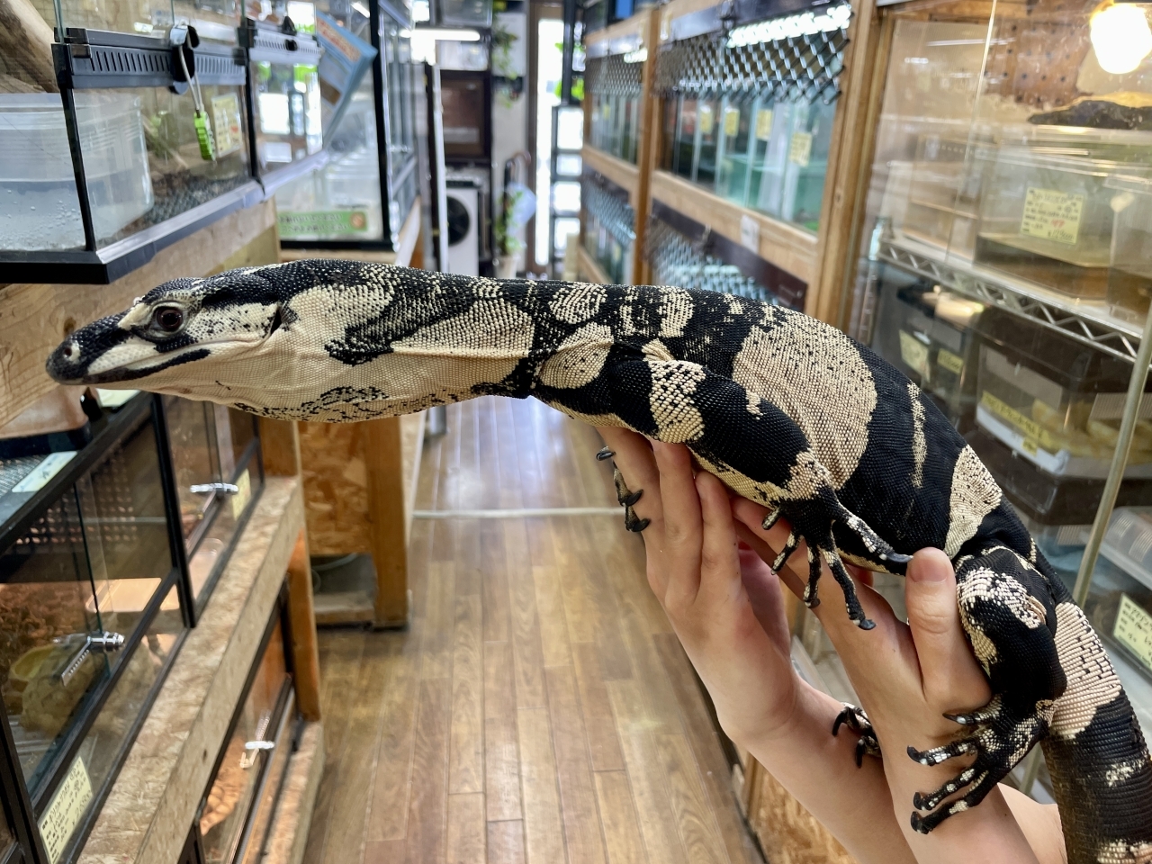 レースモニター（ベルフェイズ）(4)