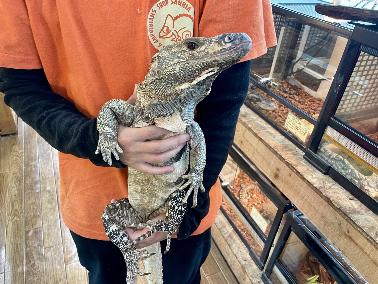 ツナギトゲオイグアナ(4)