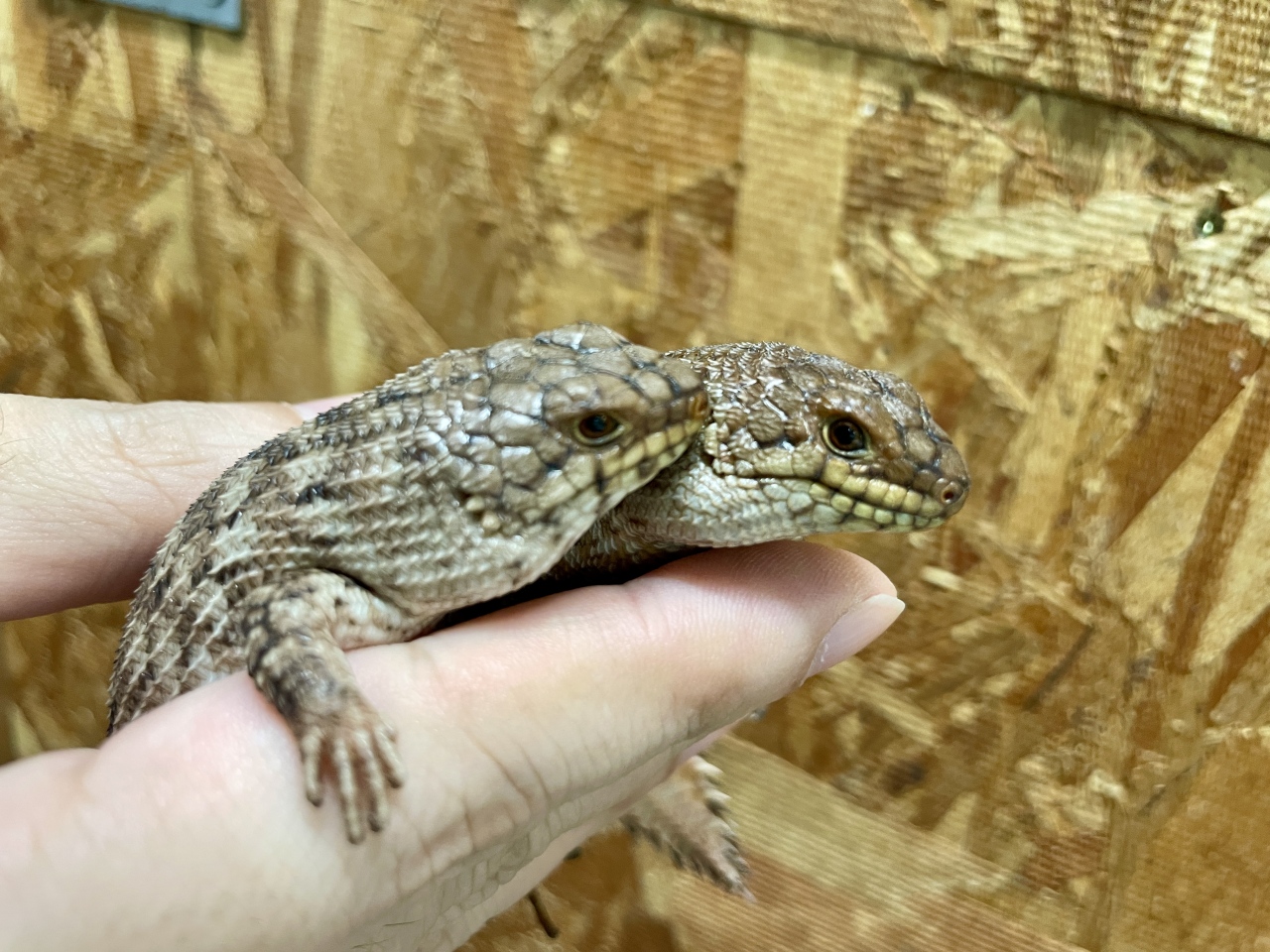 ストケスイワトカゲ（バディア）(3)