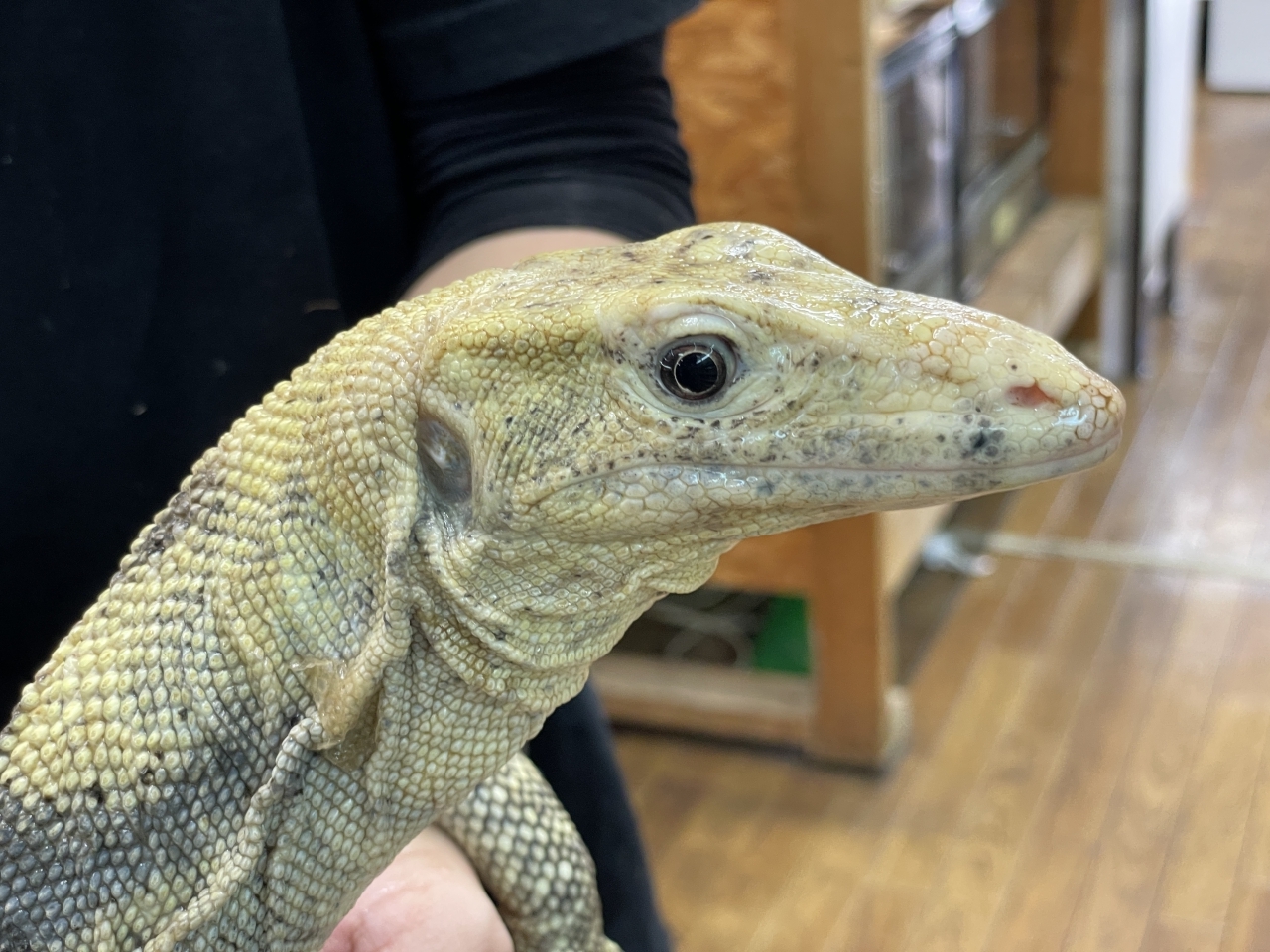 サルファモニター（ハイイエロー）(3)