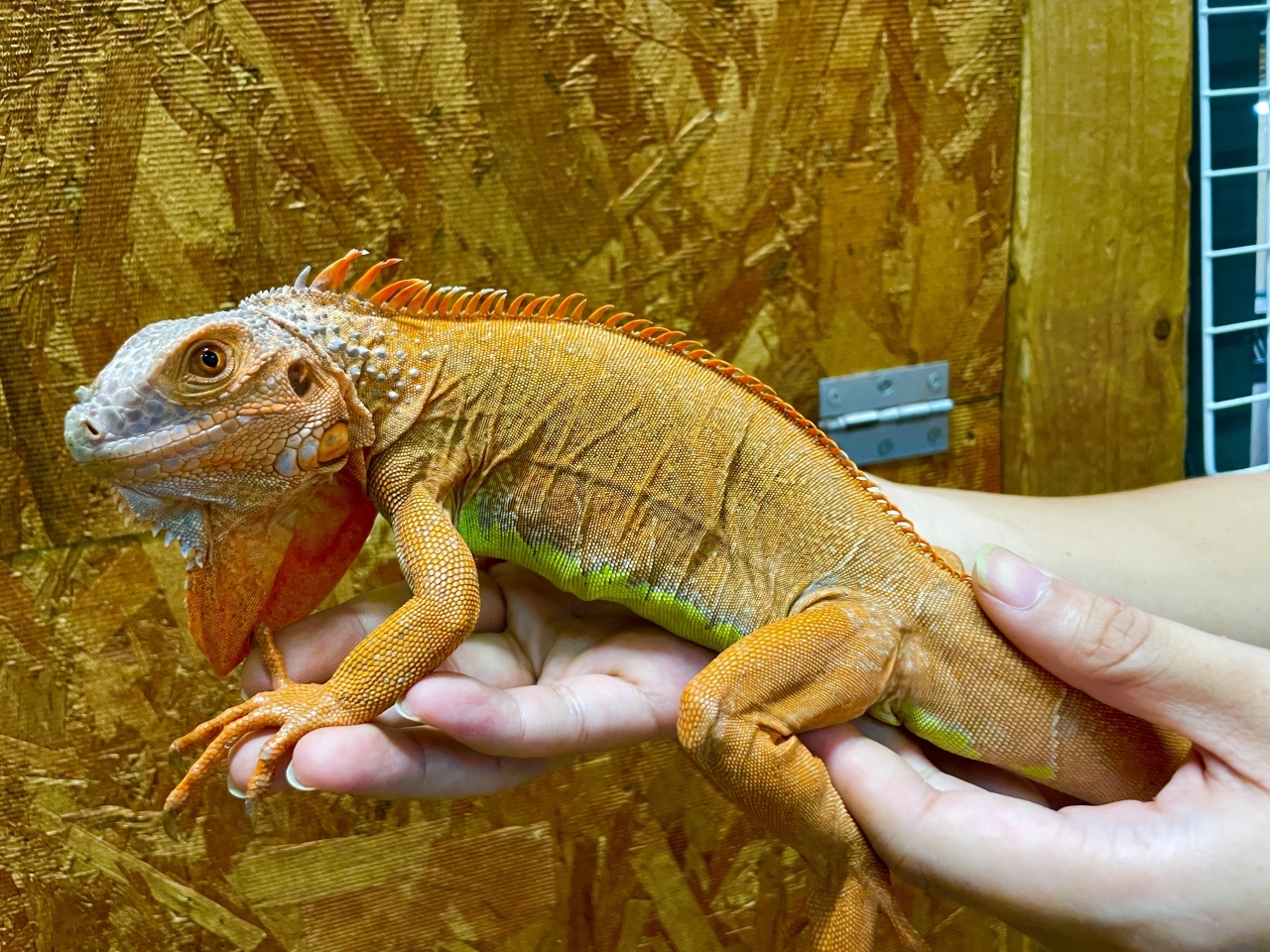 グリーンイグアナ（サンセットアルビノ）(1)