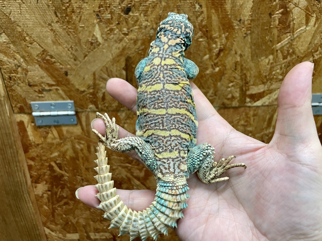 オルナータトゲオアガマ（No.2）(3)